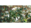 OSMANTHUS delavayi OSMANTHUS delavayi