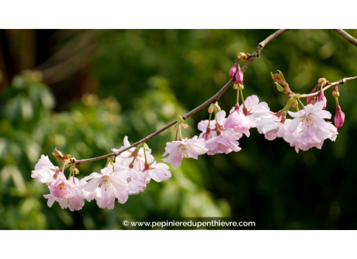 PRUNUS 'Accolade' - Printemps