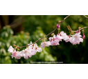 PRUNUS 'Accolade' - Printemps