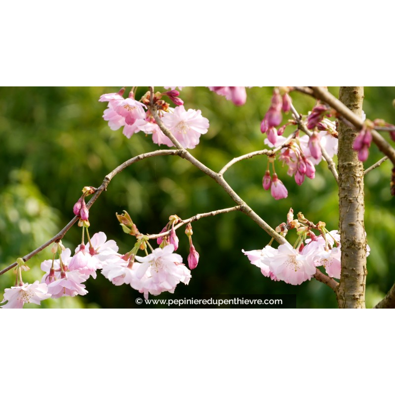 PRUNUS 'Accolade' - Printemps