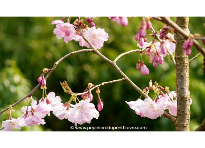 PRUNUS 'Accolade' - Printemps