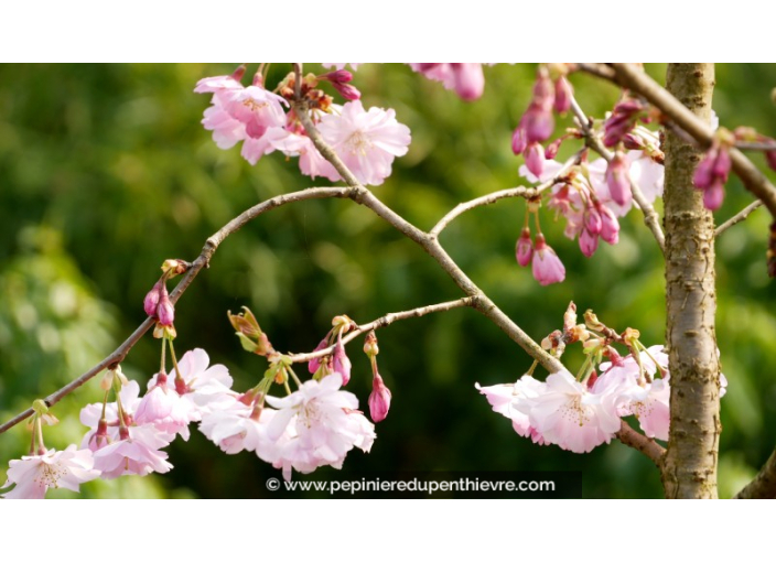 PRUNUS 'Accolade'