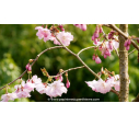 PRUNUS 'Accolade' - Printemps