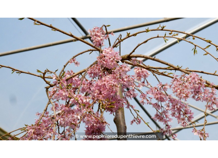 PRUNUS subhirtella 'Pendula Rubra'