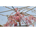 PRUNUS subhirtella 'Pendula Rubra'