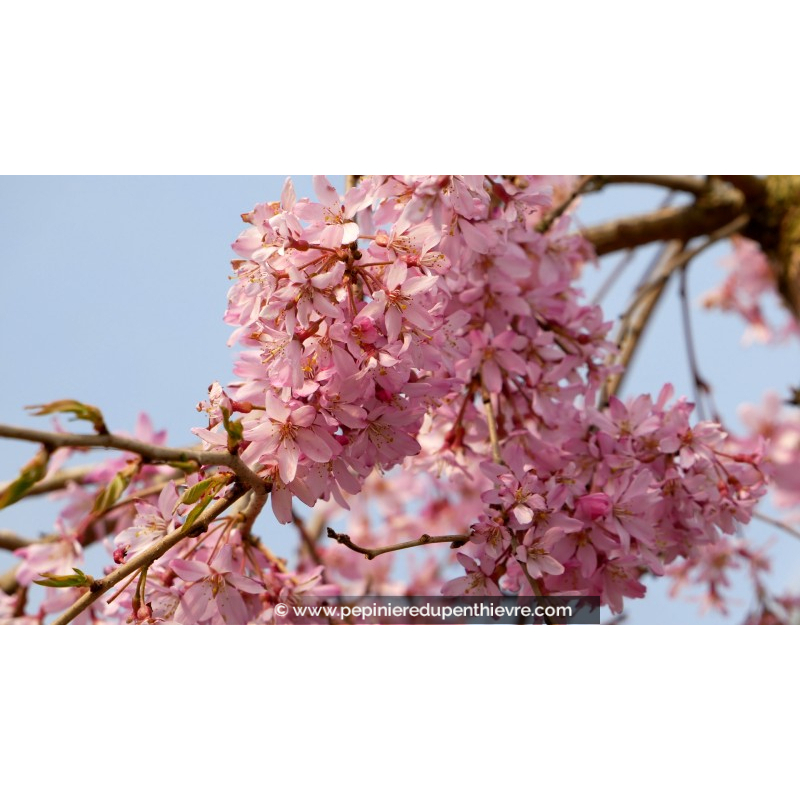 PRUNUS subhirtella 'Pendula Rubra'
