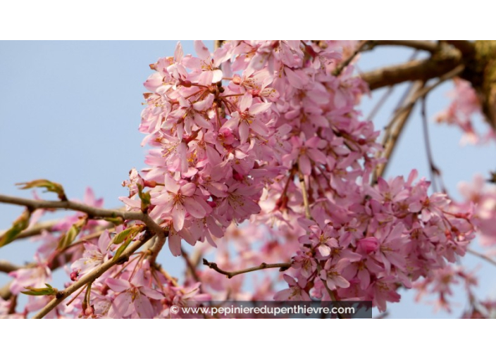 PRUNUS subhirtella 'Pendula Rubra'