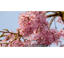 PRUNUS subhirtella 'Pendula Rubra'