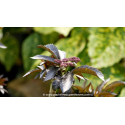 SAMBUCUS nigra \'Black Tower\'