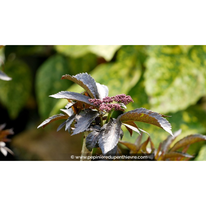 SAMBUCUS nigra 'Black Tower'