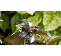 SAMBUCUS nigra 'Black Tower' SAMBUCUS nigra 'Black Tower'