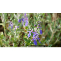 TEUCRIUM fruticans