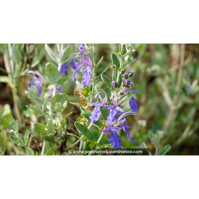 TEUCRIUM fruticans