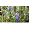 TEUCRIUM fruticans