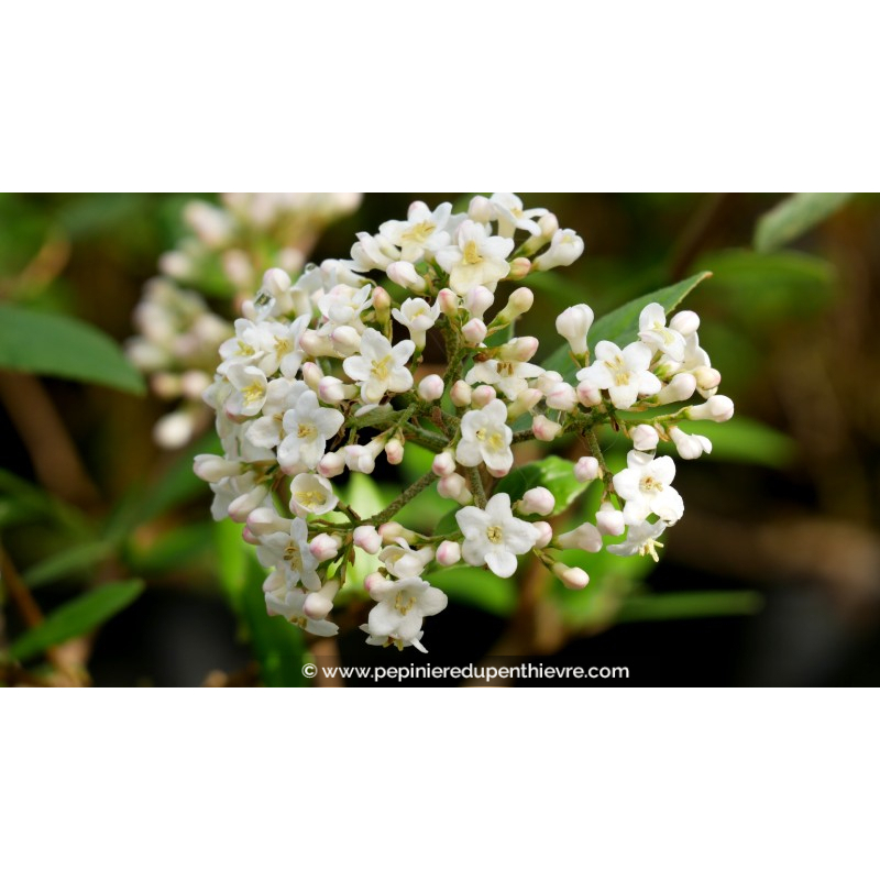 VIBURNUM x burkwoodii