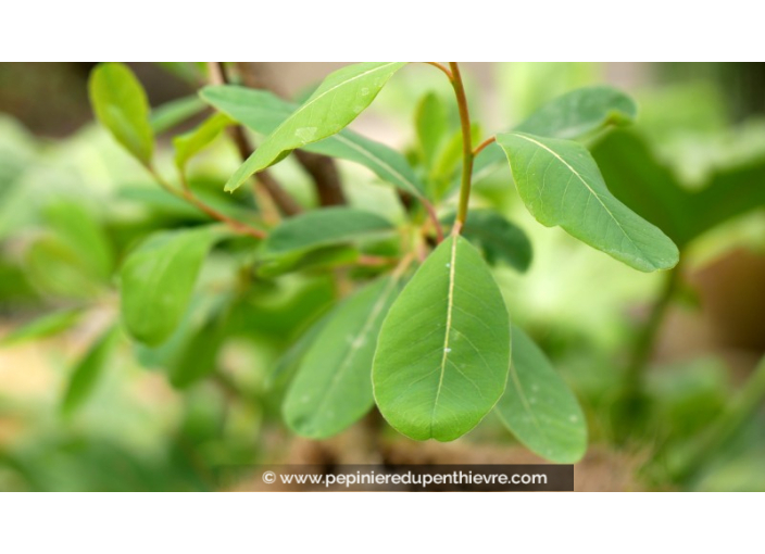 EXOCHORDA x macrantha