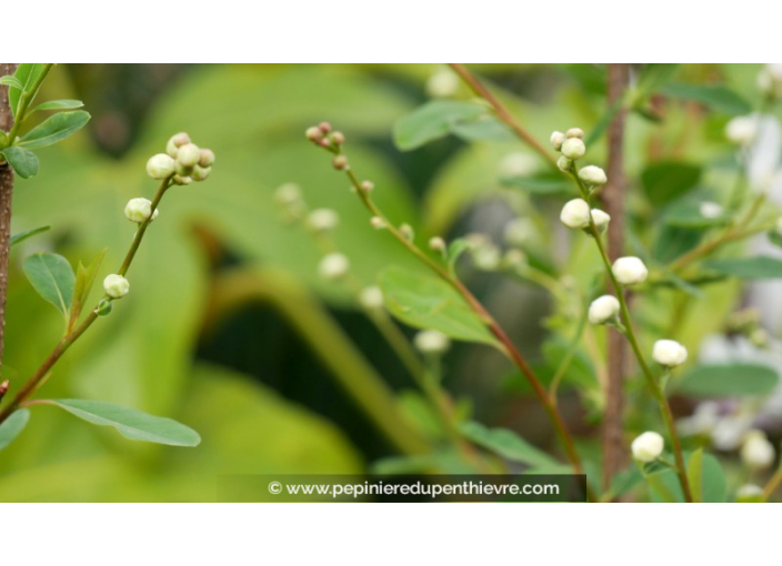 EXOCHORDA x macrantha