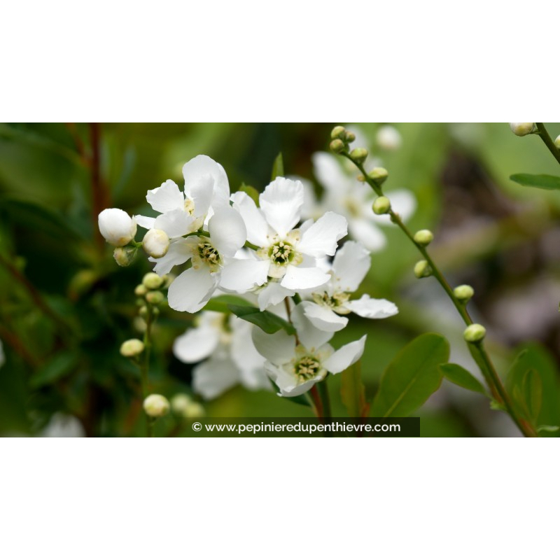 EXOCHORDA x macrantha