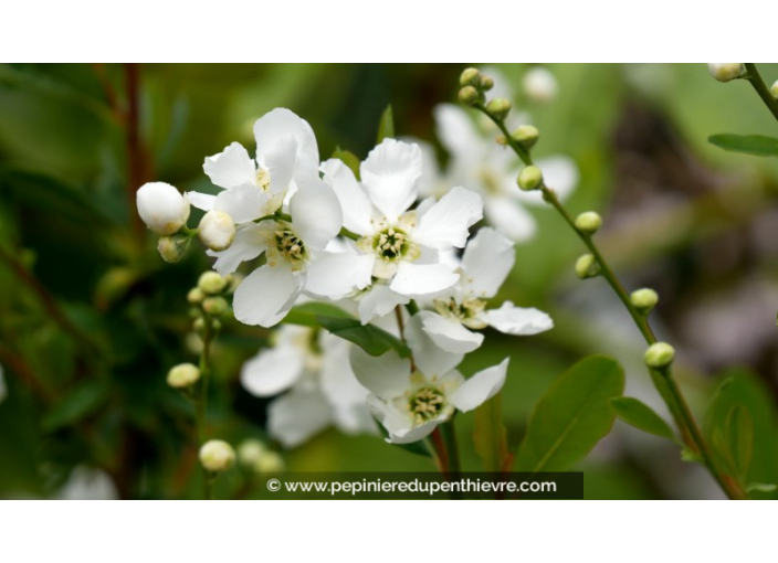 EXOCHORDA x macrantha