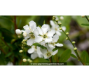 EXOCHORDA x macrantha