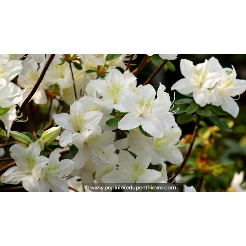 AZALEA japonica 'White Lady'