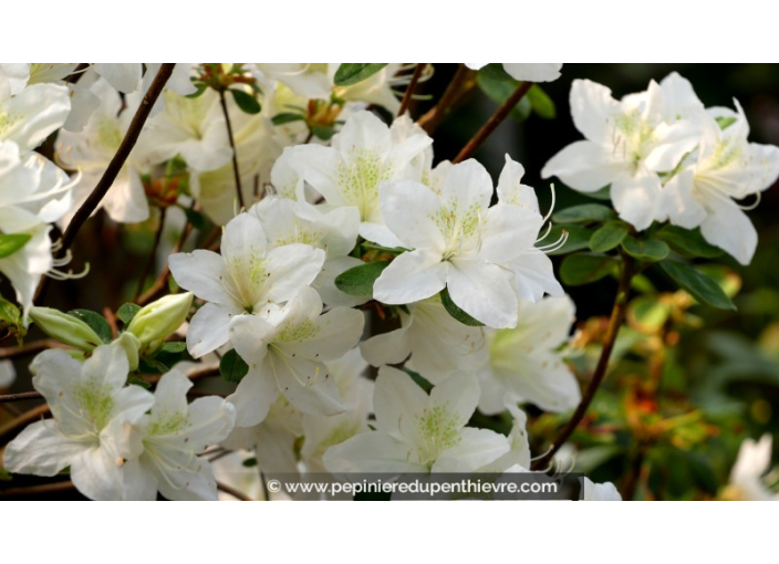 AZALEA japonica 'White Lady'