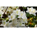 AZALEA japonica 'White Lady' AZALEA japonica 'White Lady'