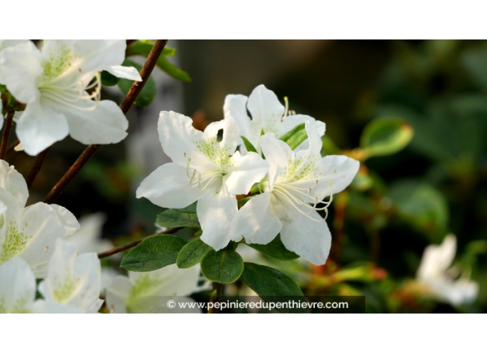 AZALEA japonica 'White Lady' AZALEA japonica 'White Lady'