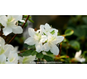AZALEA japonica 'White Lady' AZALEA japonica 'White Lady'