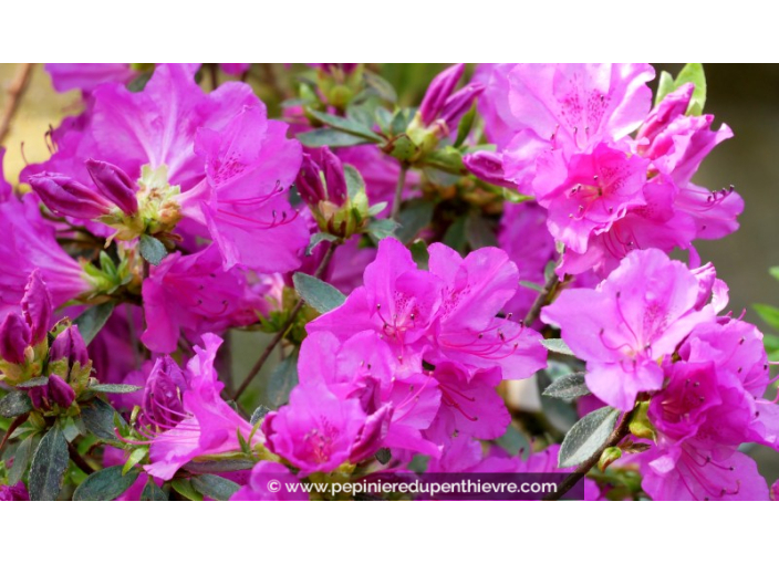 AZALEA japonica 'Blue Danube' (violacé) AZALEA japonica 'Blue Danube' (violacé)