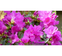 AZALEA japonica 'Blue Danube' (violacé) AZALEA japonica 'Blue Danube' (violacé)