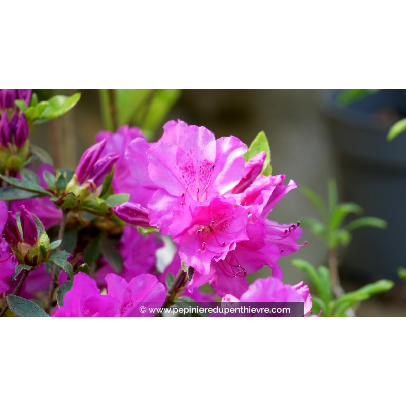 AZALEA japonica 'Blue Danube' (violacé)