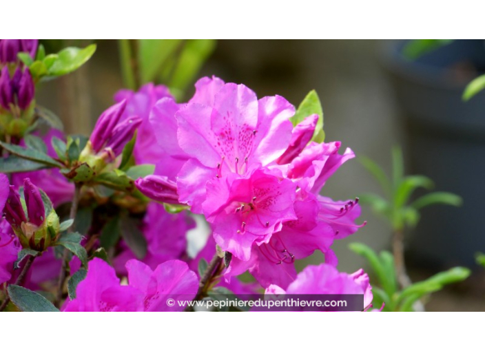 AZALEA japonica 'Blue Danube' (violacé)