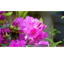 AZALEA japonica 'Blue Danube' (violacé) AZALEA japonica 'Blue Danube' (violacé)