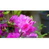AZALEA japonica \'Blue Danube\' (violacé)