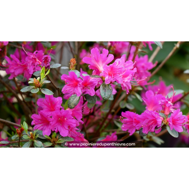 AZALEA japonica 'Amoena' (Violacé)