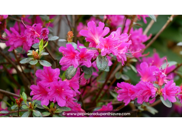 AZALEA japonica 'Amoena' (Violacé)