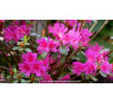 AZALEA japonica 'Amoena' (Violacé)