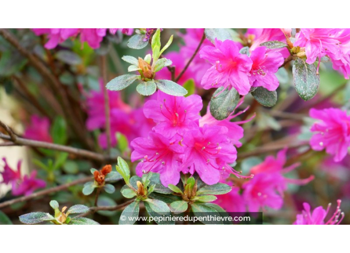 AZALEA japonica 'Amoena' (Violacé)