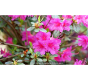 AZALEA japonica 'Amoena' (Violacé)