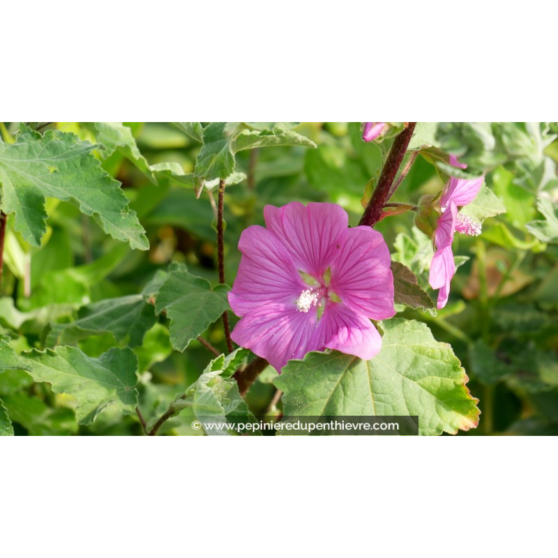 LAVATERA 'Burgundy Wine'