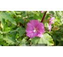LAVATERA 'Burgundy Wine' LAVATERA 'Burgundy Wine'