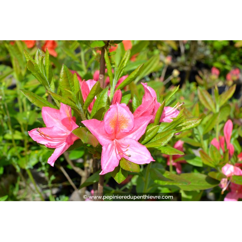 AZALEA mollis 'Jolie Madame' (rose)