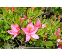 AZALEA mollis 'Jolie Madame' (rose)