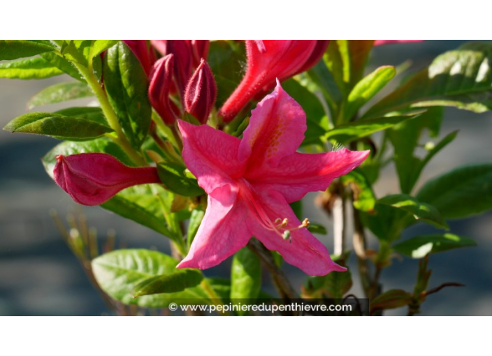 AZALEA mollis 'Jolie Madame' (rose)