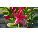 AZALEA mollis 'Jolie Madame' (rose)