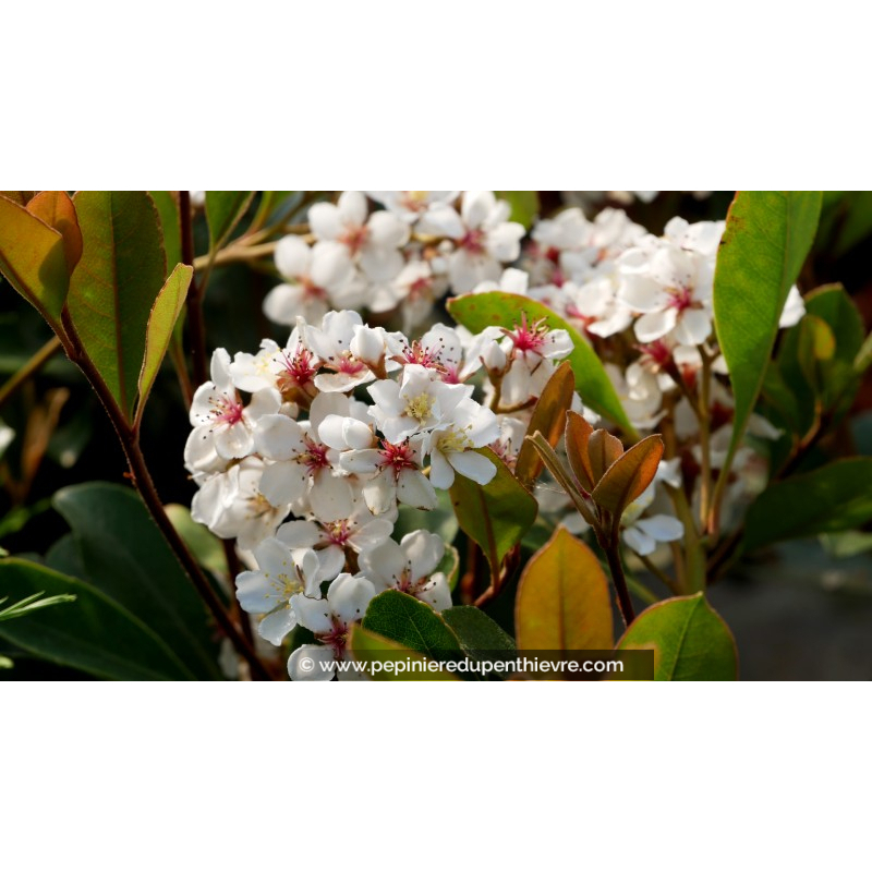 RHAPHIOLEPIS umbellata 'Ovata' - Printemps