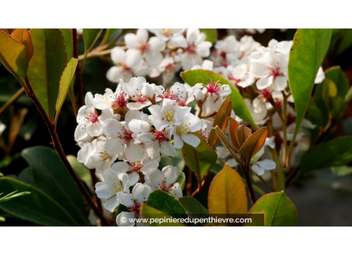 RHAPHIOLEPIS umbellata 'Ovata' - Printemps