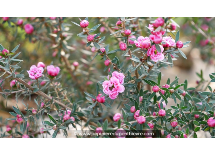 LEPTOSPERMUM scoparium 'Winter Cheer'