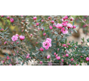 LEPTOSPERMUM scoparium 'Winter Cheer'